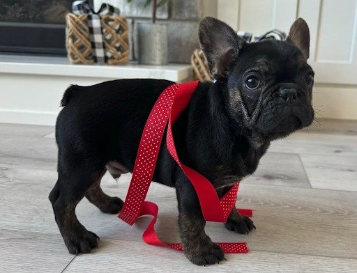 French Bulldog